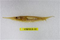 藏品(條紋鰕魚)的圖片